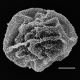 image of Cyclodium inerme