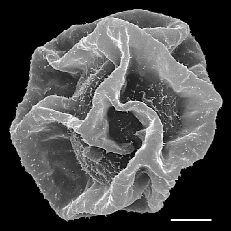 Dryopteridaceae Cyclodium meniscioides