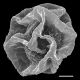 image of Cyclodium meniscioides
