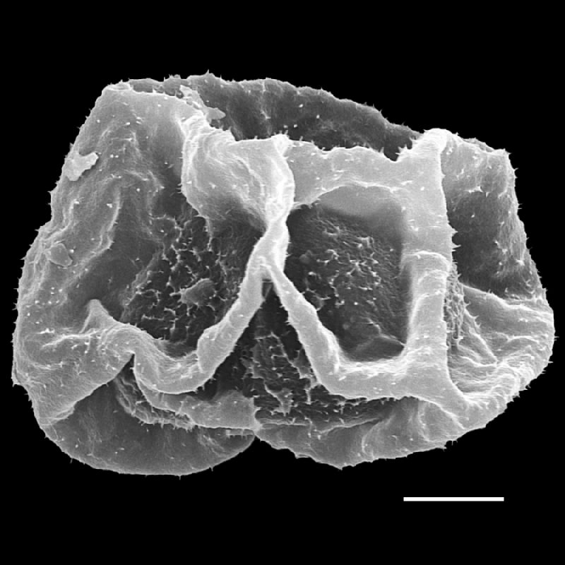 Dryopteridaceae Cyclodium meniscioides