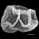 image of Cyclodium meniscioides