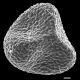 image of Lygodium microstachyum