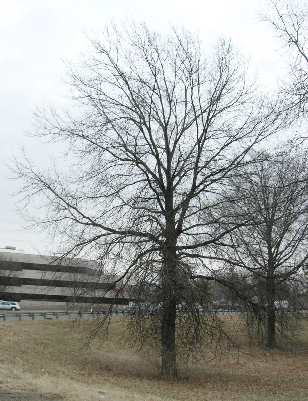 Fagaceae Quercus palustris