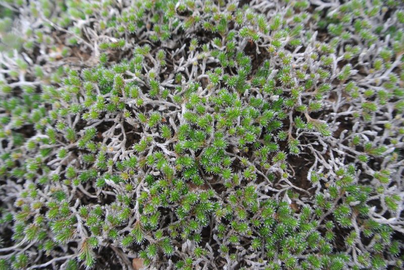 Selaginellaceae Selaginella sartorii