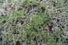 image of Selaginella sartorii