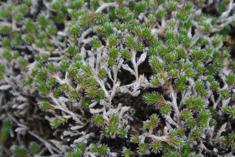Selaginellaceae Selaginella sartorii