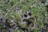 image of Selaginella sartorii