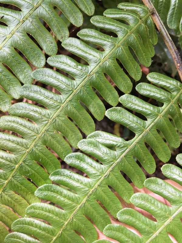 Athyriaceae Diplazium lindbergii