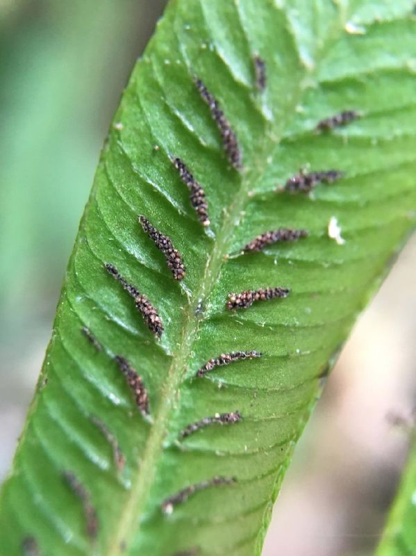Athyriaceae Diplazium lindbergii