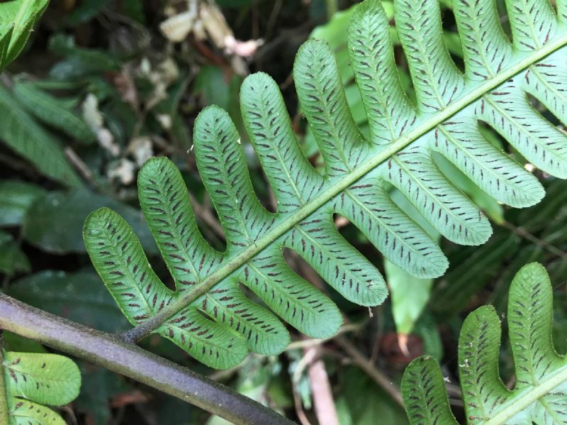 Athyriaceae Diplazium lindbergii
