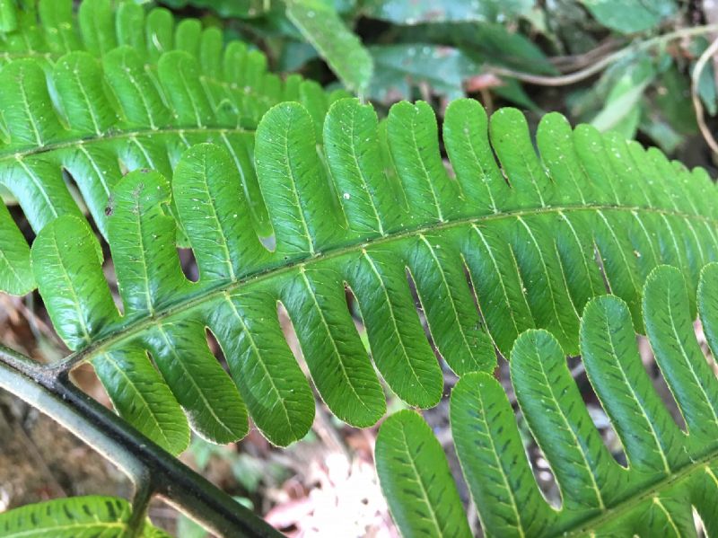 Athyriaceae Diplazium lindbergii