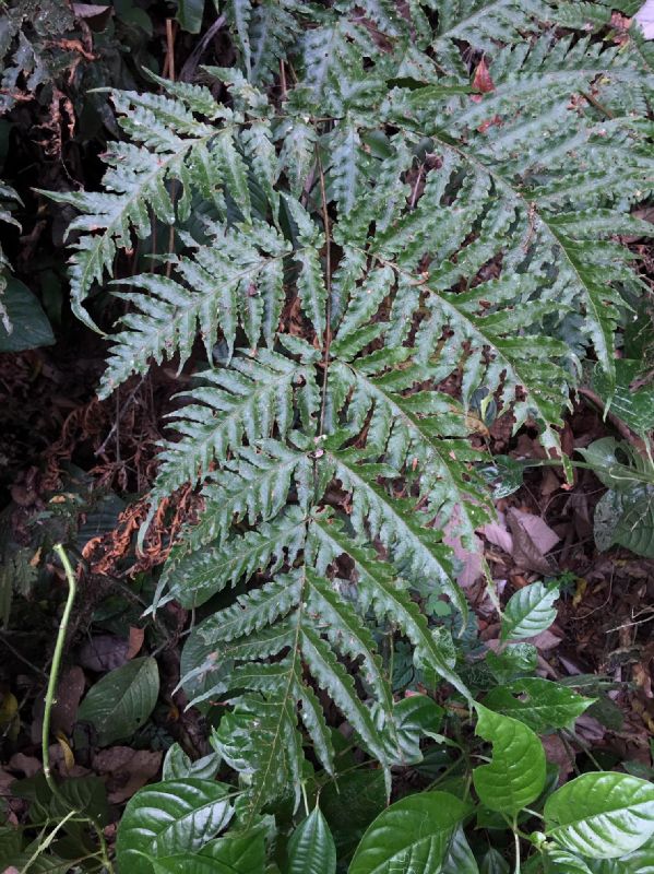Tectariaceae Tectaria mexicana