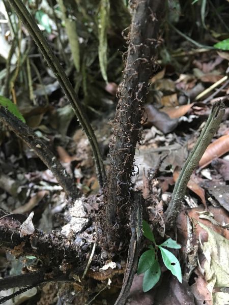 Athyriaceae Diplazium lindbergii