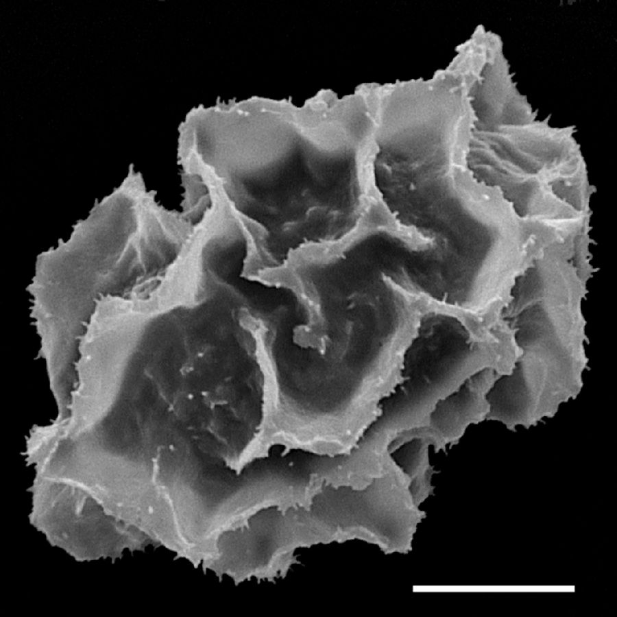 Lomariopsidaceae Bolbitis gemmifera