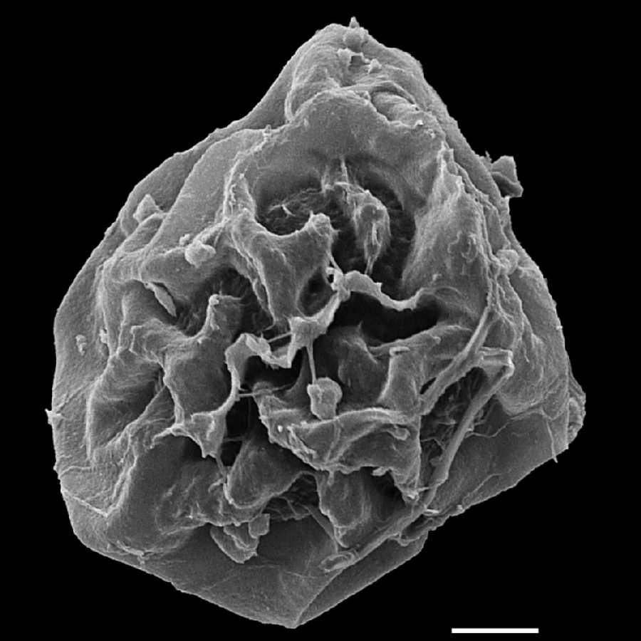 Lomariopsidaceae Bolbitis heudelottii