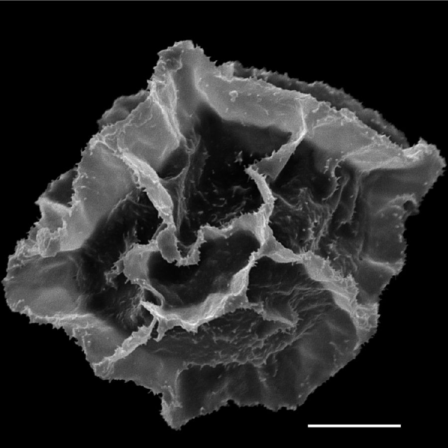 Lomariopsidaceae Bolbitis subcordata