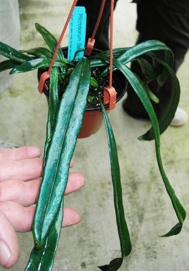 Polypodiaceae Microsorum thailandicum