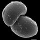 image of Campyloneurum angustifolium
