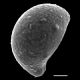 image of Campyloneurum angustifolium