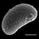 image of Campyloneurum decurrens