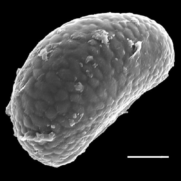 Polypodiaceae Campyloneurum decurrens