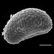 image of Campyloneurum magnificum