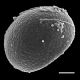 image of Campyloneurum atlanticum