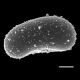 image of Campyloneurum truncicola