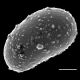 image of Campyloneurum truncicola