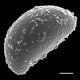 image of Campyloneurum xalapense
