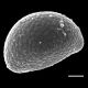 image of Campyloneurum xalapense