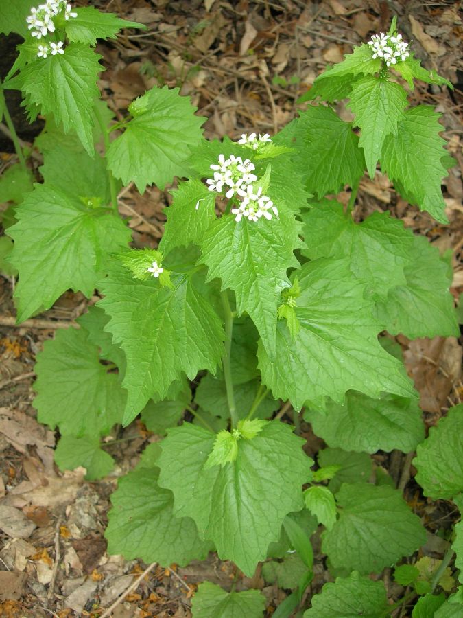 Brassicaceae Alliaria petiolata