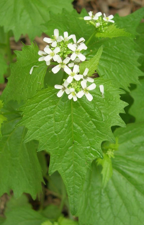 Brassicaceae Alliaria petiolata