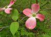 image of Cornus florida