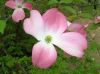 image of Cornus florida
