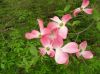 image of Cornus florida