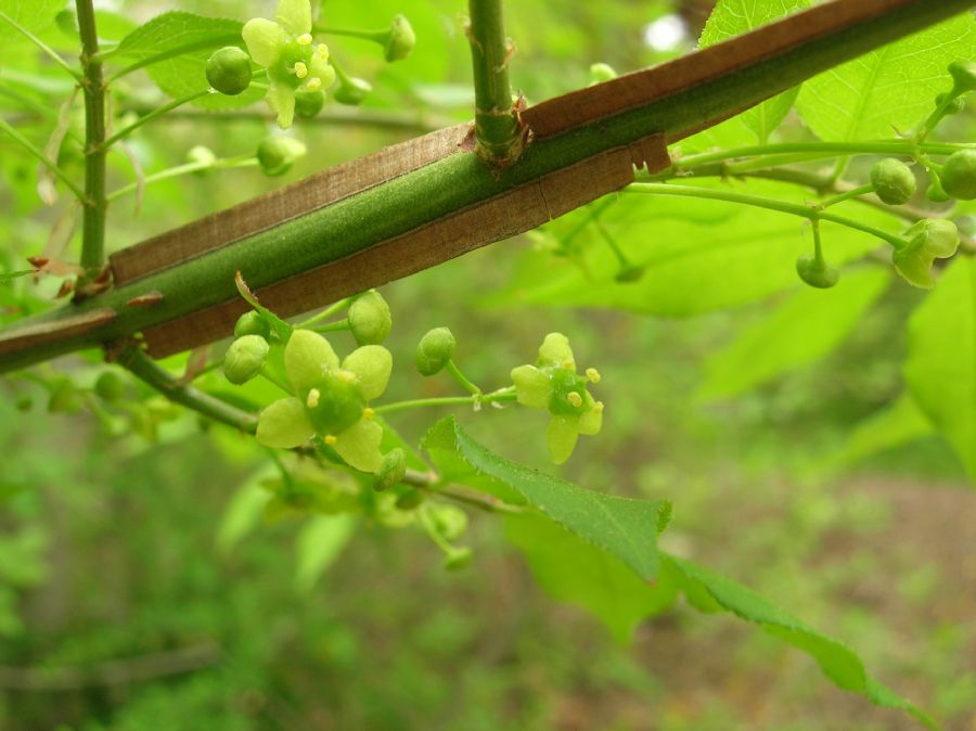 Celastraceae Euonymus alatus