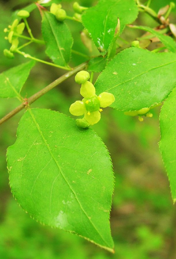 Celastraceae Euonymus alatus