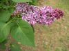 image of Syringa vulgaris