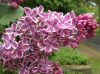 image of Syringa vulgaris