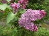 image of Syringa vulgaris