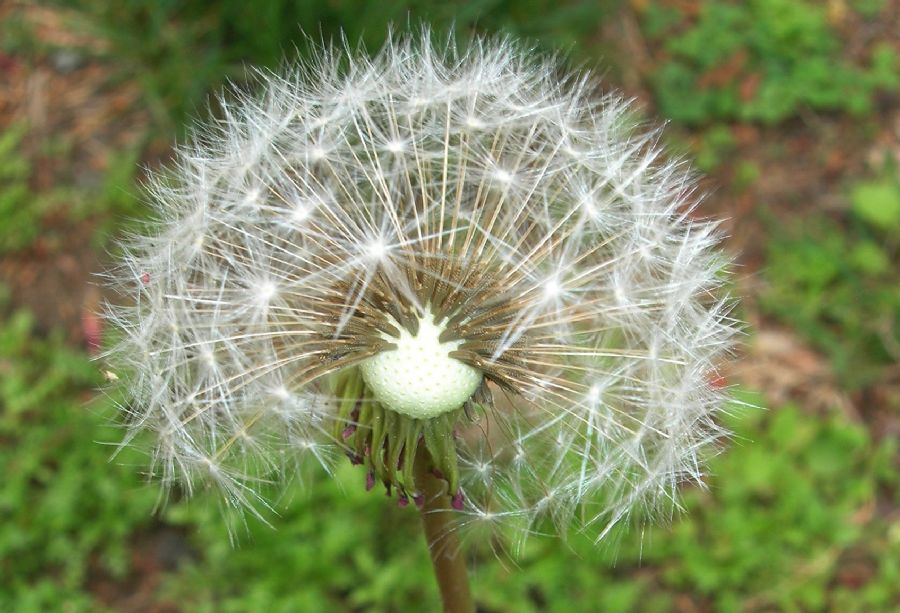 Asteraceae Taraxacum officinale