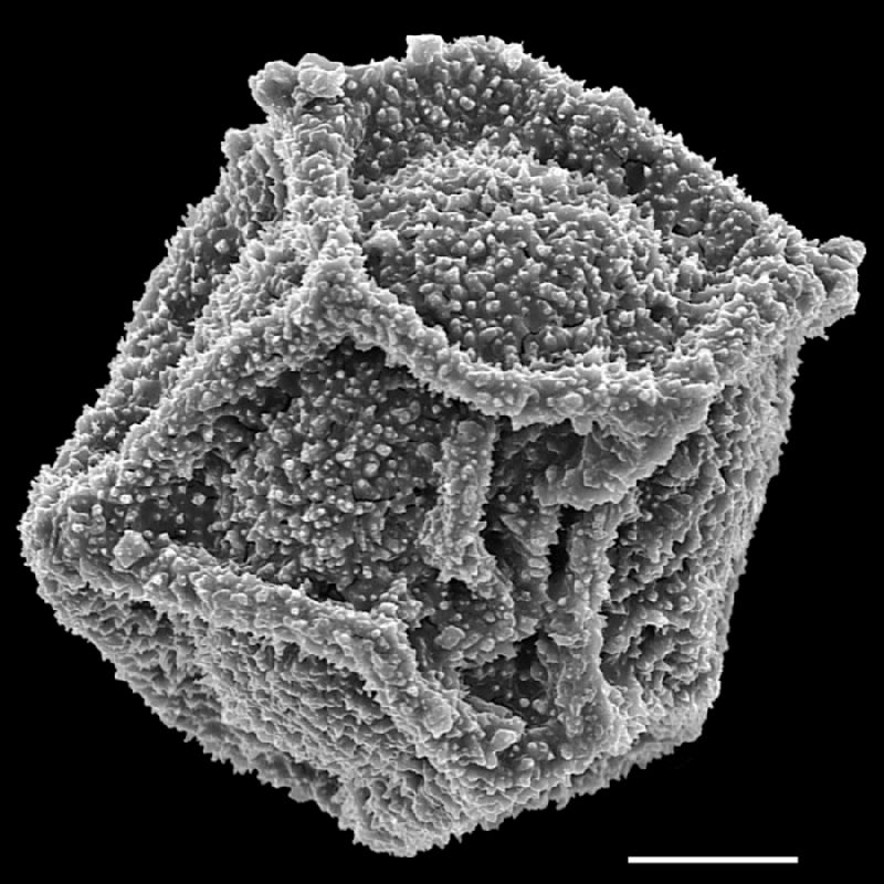 Dryopteridaceae Polybotrya espiritosantensis