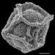 image of Polybotrya espiritosantensis