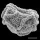 image of Polybotrya espiritosantensis