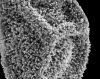 image of Polybotrya espiritosantensis