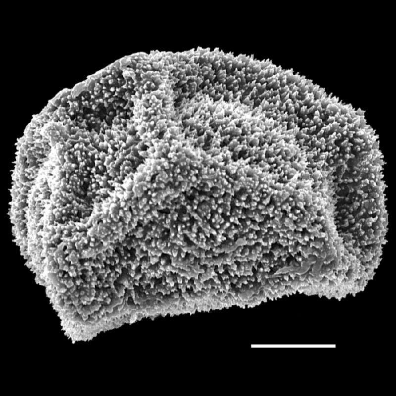 Dryopteridaceae Polybotrya espiritosantensis