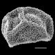 image of Polybotrya espiritosantensis