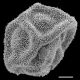 image of Polybotrya pilosa