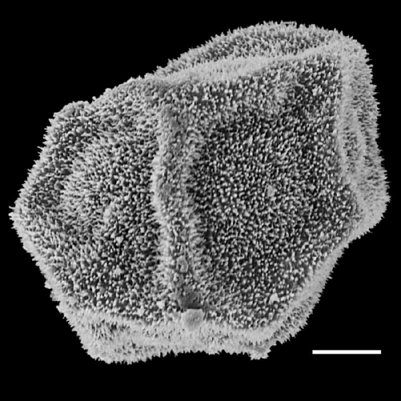 Dryopteridaceae Polybotrya pilosa